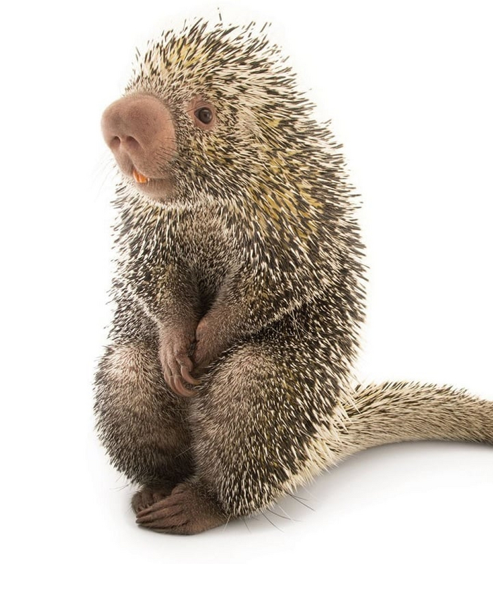 Древесный дикобраз | Пикабу