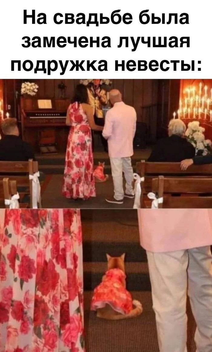 Perfect - Picture with text, Wedding, cat, The dress, Bridesmaid, Repeat
