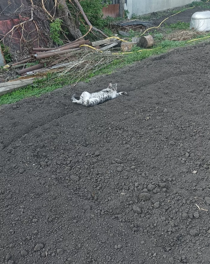 Happy cat detected - My, cat, Garden, Land, Overview, Disguise, Convenience, The photo, Longpost