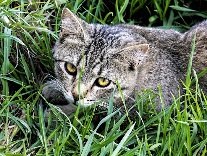 Котопортрет - Моё, Уличная фотография, Фотография, Кот, Начинающий фотограф, Город, Canon, Трава