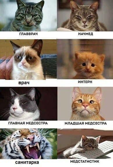 Comparison with cats - Picture with text, cat, The medicine, Position