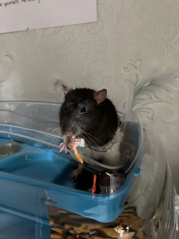 “I’ll gnaw the carrot, your fingers will be next” - My, Decorative rats, Pets, Longpost