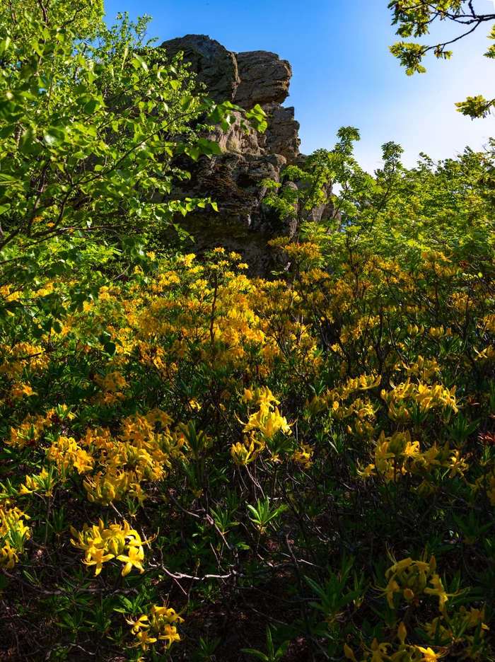 Caucasian azalea or yellow rhododendron blooms - Landscape, Beshtau, Nature, The photo, Rhododendron, Caucasian Mineral Waters, Longpost, Bloom