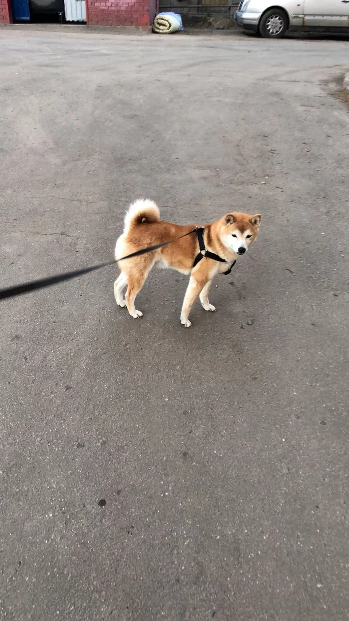 Shiba girl found - Kashira, Found a dog, Dog, Shiba Inu, Search for animals, No rating, Moscow region