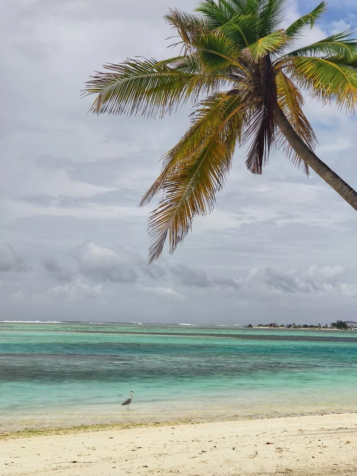 Today - My, Sea, Palm trees, Sand, Beach, Relaxation, Maldives