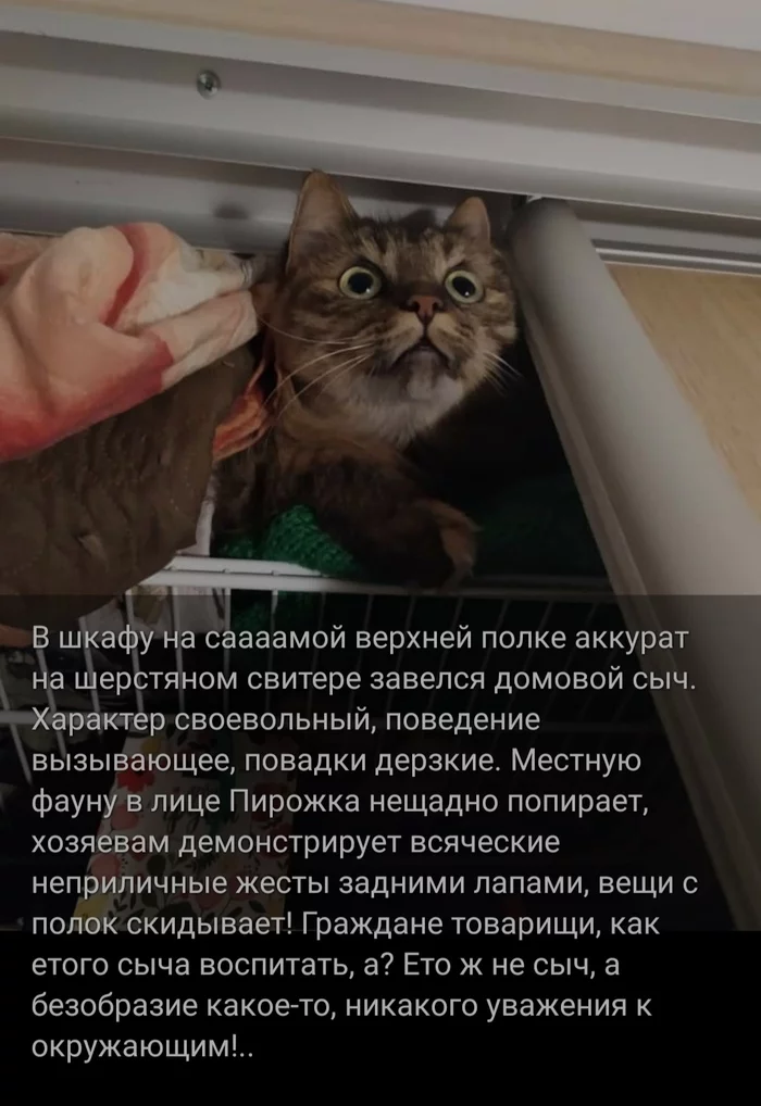 Mini-digest about cats #20 - My, cat, Life stories, Screenshot