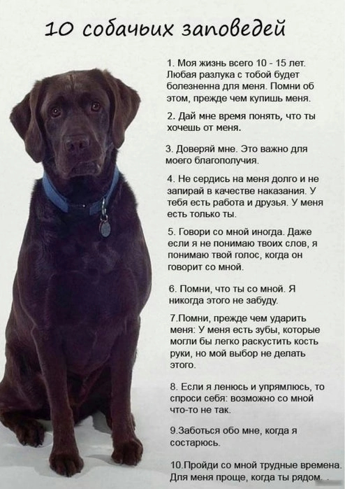 10 собачьих заповедей | Пикабу