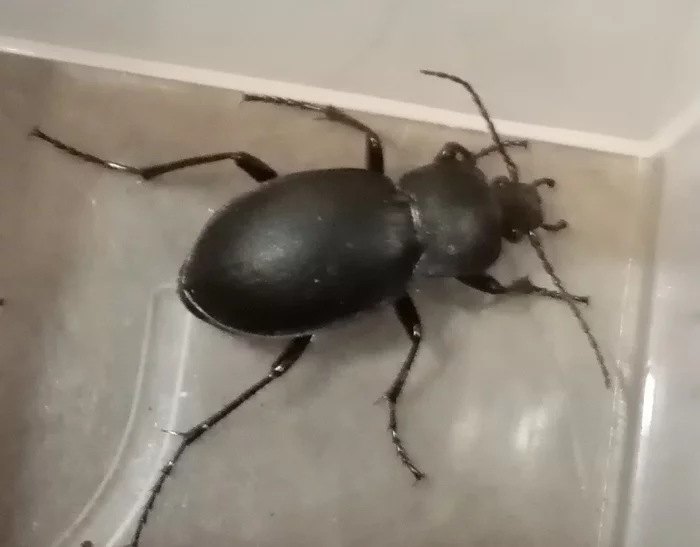 What is this beetle?! - My, Help me find, I don't know my name, Insects, Жуки