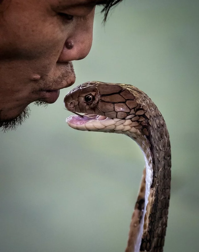 Tanzania snake charmer dies after kissing cobra - Cobras, Snake charmer, Tanzania, Africa, Poisonous animals, Dangerous animals, Snake bite, Death, Life safety, Reptiles, Snake, Animals, Longpost