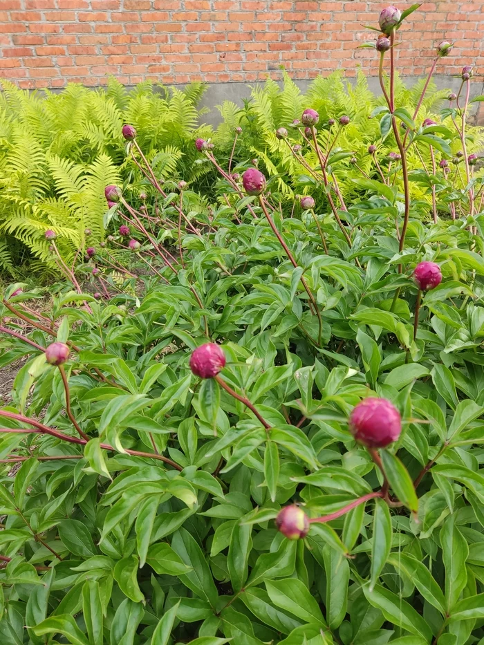 A little more and the peonies will bloom - Spring, Peonies, Longpost