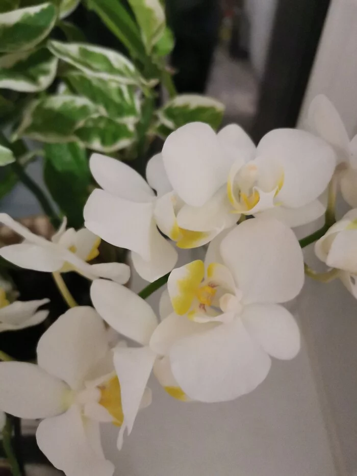 I'm proud of my new orchid. - Orchids, Houseplants, Flowers, Longpost