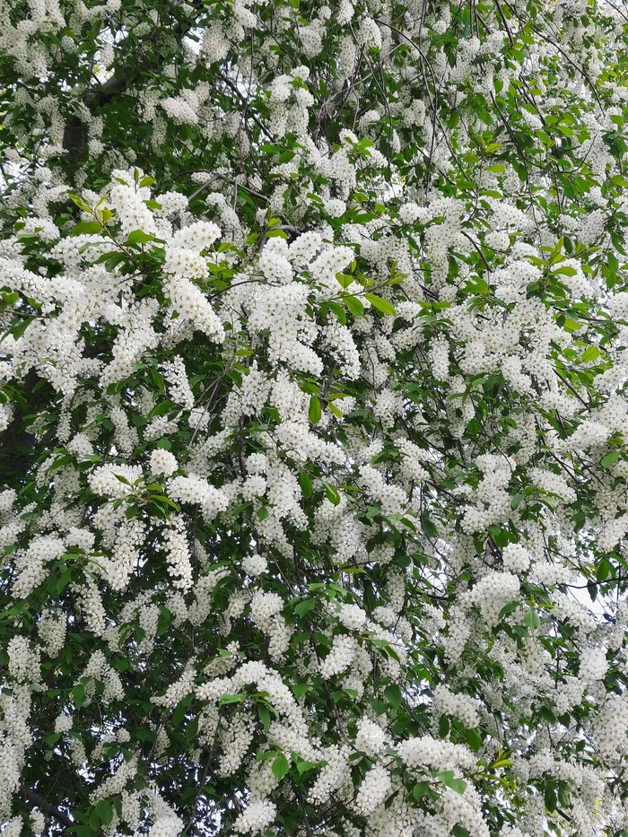 You feel? - My, Bird cherry, The photo, Spring