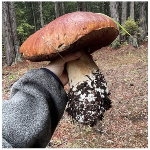 This is how many pans of potatoes you can fry ruddy, but with a crust! - The photo, Mushrooms, Giants