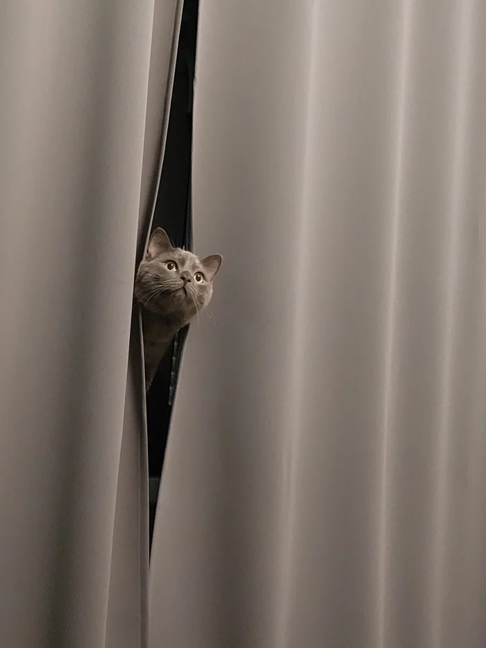 What are you doing here? - My, cat, Curtains