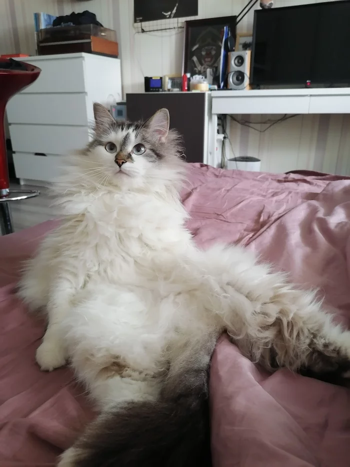 Reply to the post “3.5 kg. - My, cat, Pets, Reply to post