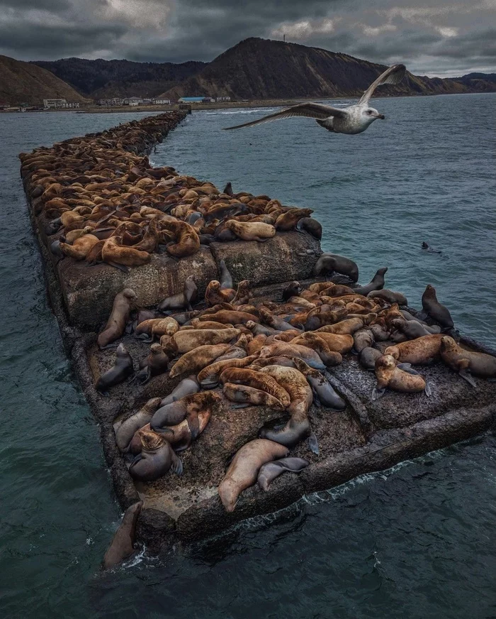 Sea lion rookery, Sakhalin - Sea lions, Nevelsk, Sakhalin, Seagulls, Rookery, Nature, Travel across Russia