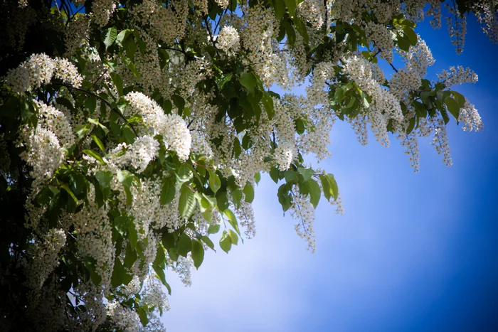 May. bird cherry - My, May, Bird cherry, Flowers, Courtyard, The photo, Longpost