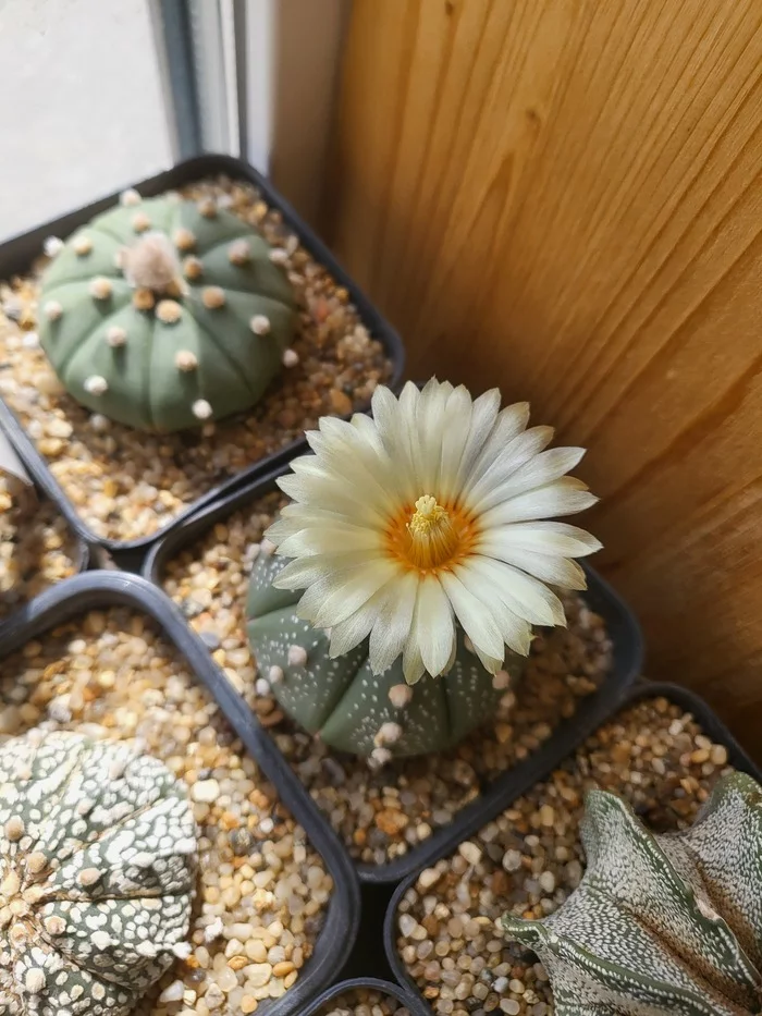 cactus bloomed - My, Cactus, Bloom