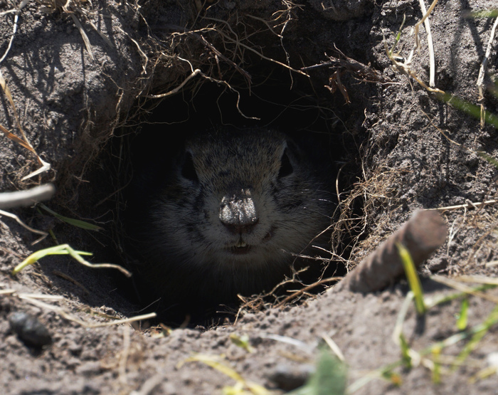 Do you wanna balloon