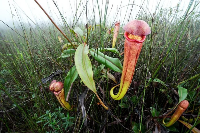 People in Cambodia are being urged to stop plucking a carnivorous penis plant - Nepenthe, Carnivorous, Plants, Cambodia, wildlife, Botany, The photo, Southeast Asia, Indochina, beauty of nature, Protection of Nature, Carnivorous plants, Longpost