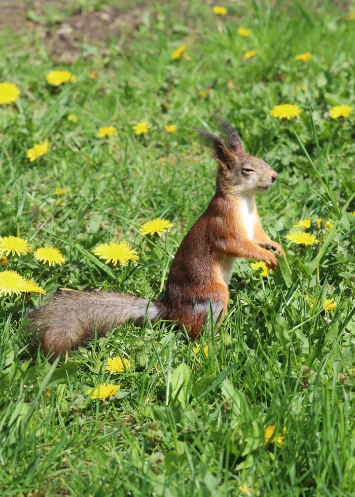 Mmm... May! - Squirrel, Dandelion, Spring, May, beauty of nature, The photo, Wild animals, Longpost