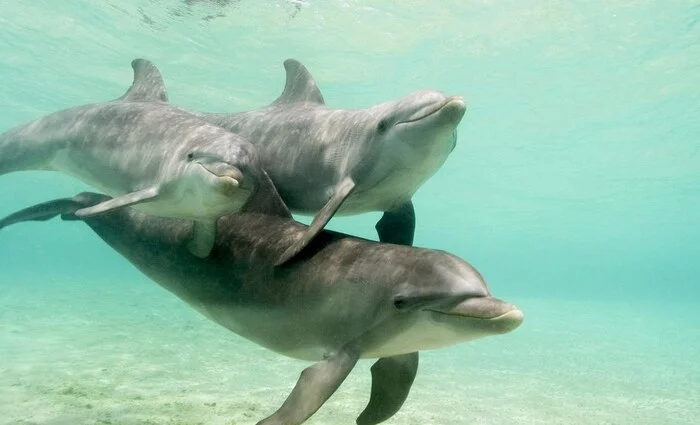 Dolphins can identify their relatives by the taste of urine - Dolphin, The science