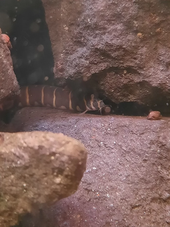 The snake among the stones lies - My, Aquarium, Aquarium fish, A rock, Aquascape, Acanthophthalmus Cyla, Longpost