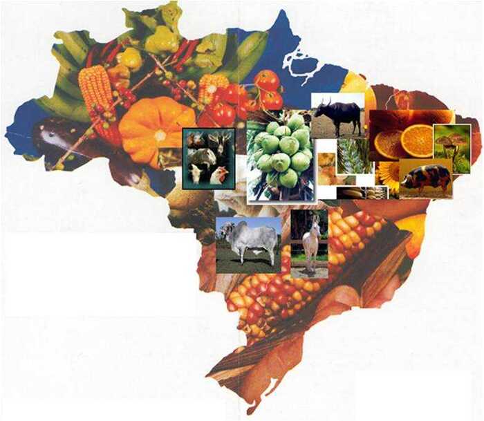 Бразилия учавствует в 17-ти международных выставках сельхозпродукции Бразилия, Экономика