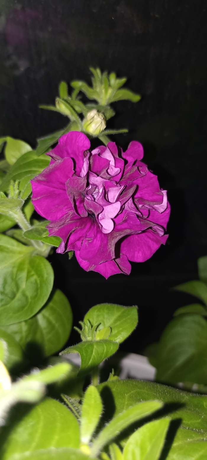 Расцвела петуния на балконе. Просто фото