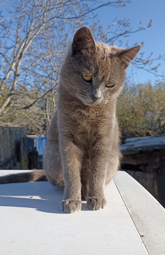 Котик стеснительный - Моё, Кот, Буська