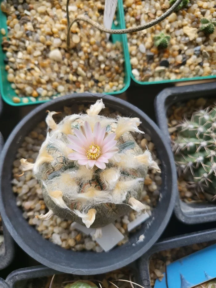 cactus bloomed - My, Cactus, Bloom