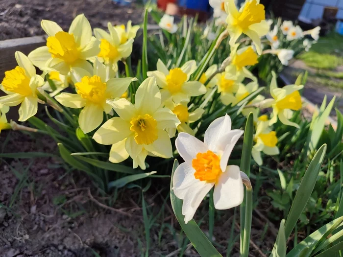 Narcissus - My, Summer, Daffodils flowers, Flowers, Dacha, Longpost