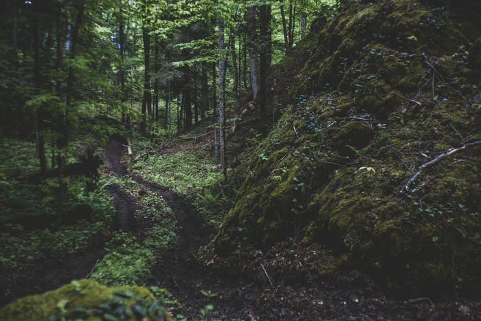 Walk to the rock Split along the Bzykha river. Hamishki. Adygea - My, Split, Republic of Adygea, Forest, The photo, Longpost