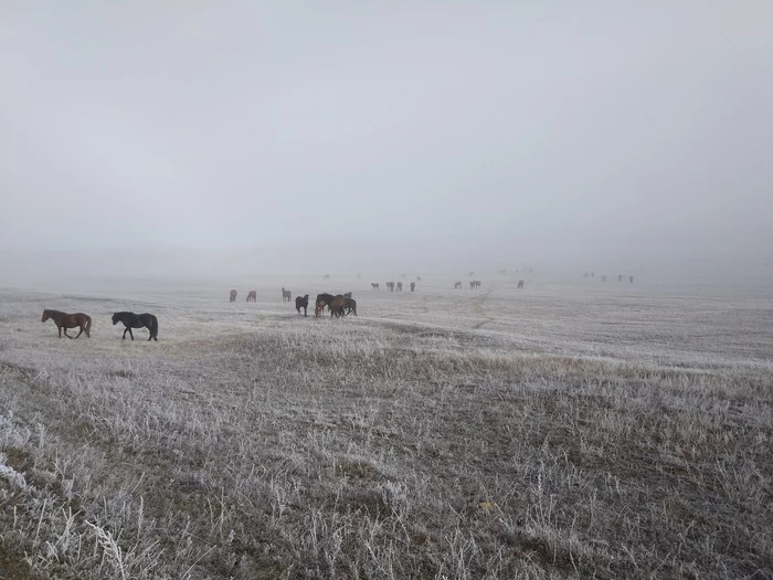 Photo on Xiaomi mi 5s Watershed Lena - Enisey - My, The photo, Horses, Nature, Fog, Photo on sneaker, Mobile photography, Holy places