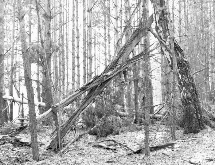 old broken tree - My, Black and white photo, camera roll, Medium format, Nature