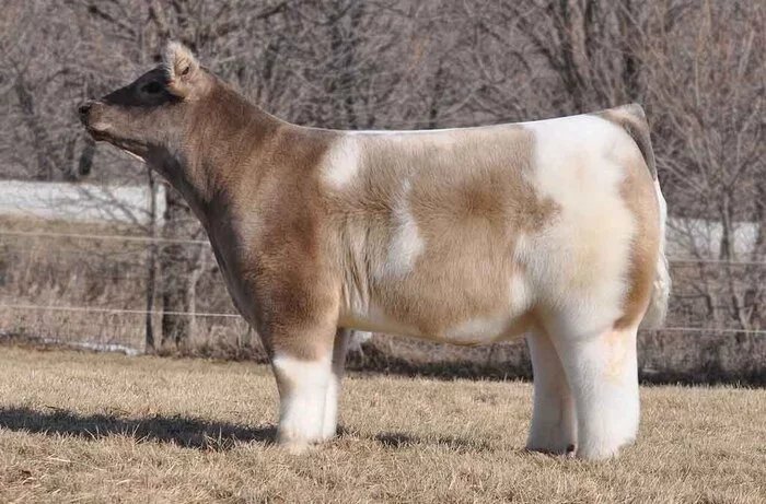 plush cows - Animals, Amazing, Nature