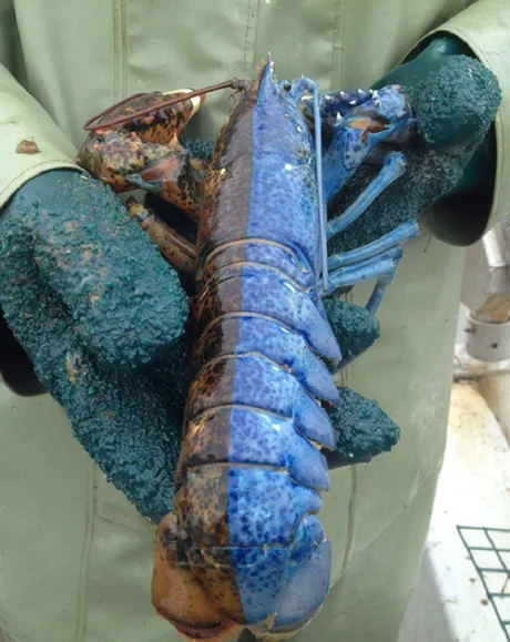 It happens - Lobster, Rarity, Blue, Combining, Gynandromorphism