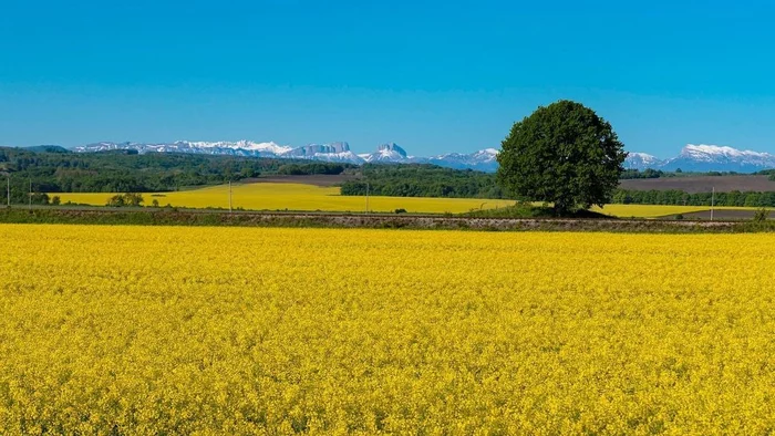 Mountains and spacious fields of Psebay - Psebay, Краснодарский Край, rapeseed field, The mountains, Video, Video VK