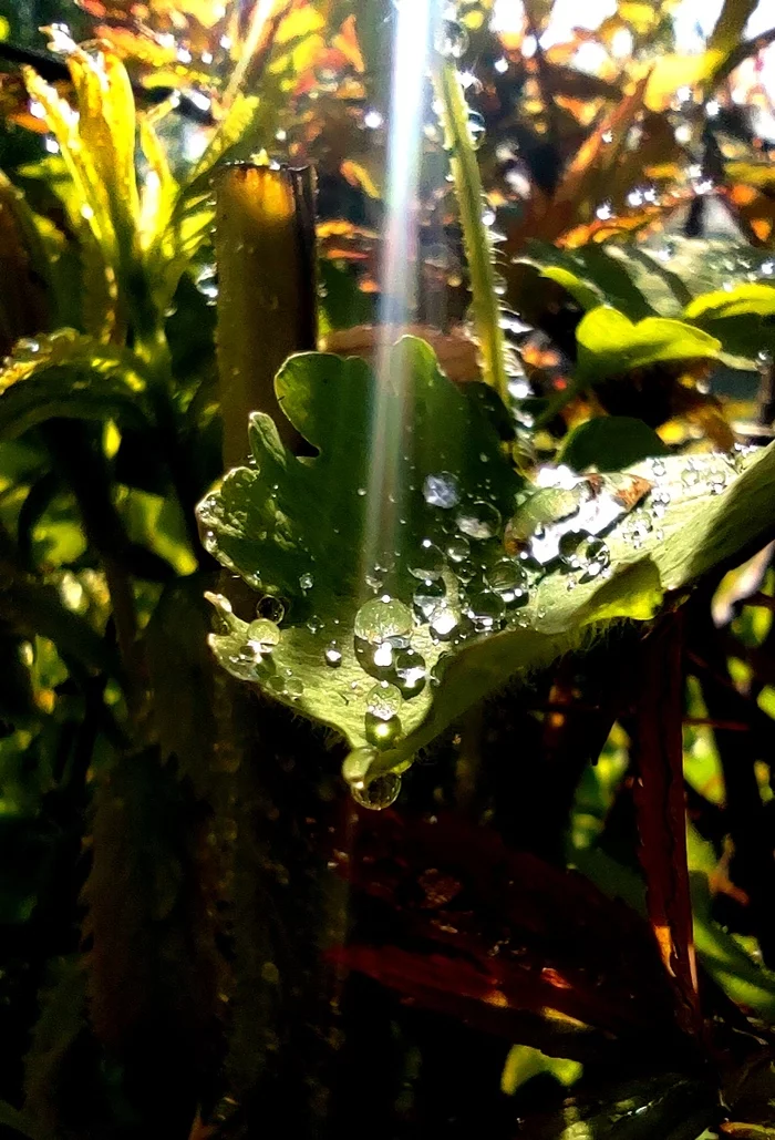 Sunny rain - My, Nature, The photo, Drops, Macro photography, Longpost
