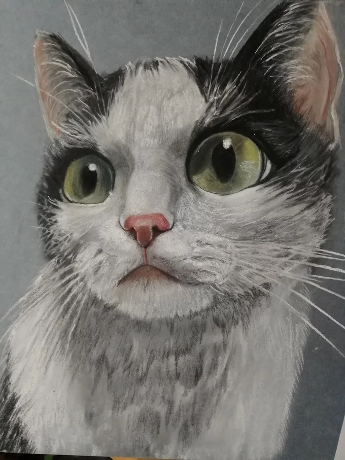 Favorite cat. - My, Pets, cat, Drawing, Pastel, Dry pastel