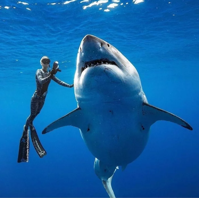 Photo for memory - The photo, Marine life, Shark, Animals