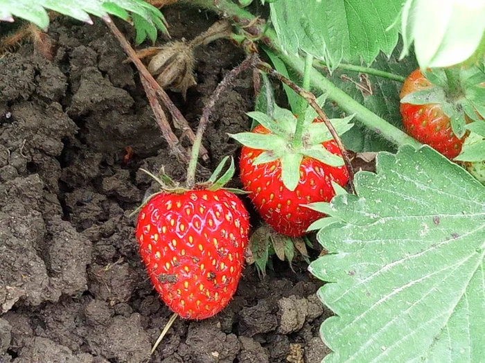 First harvest - My, Garden, Picture with text, Harvesting, Strawberry (plant)