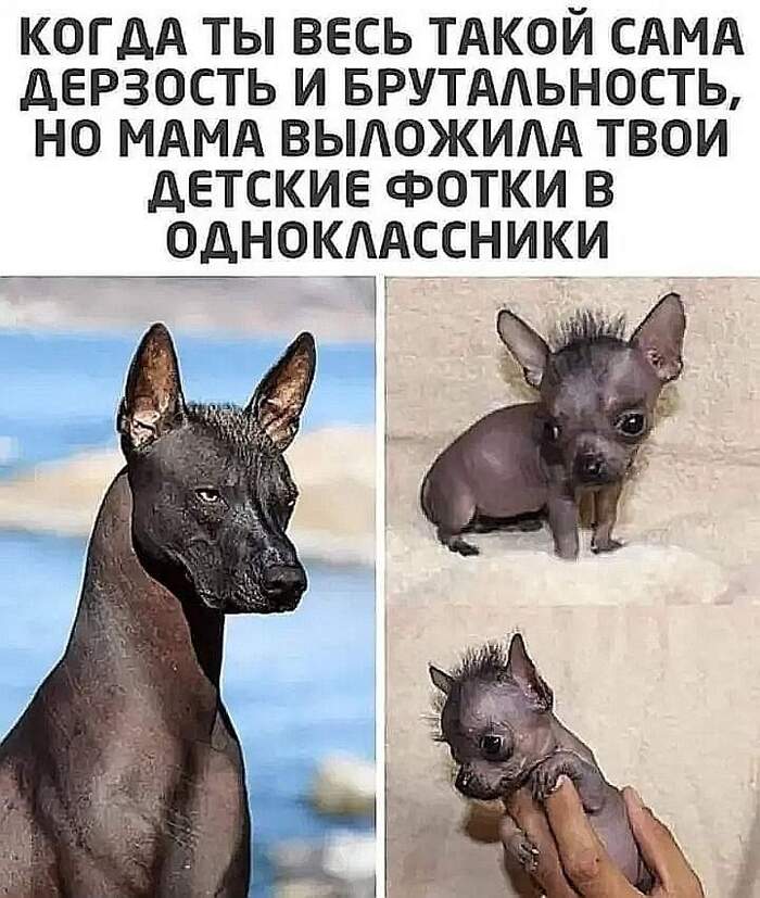 Baby photos - Dog, Baby photo, Brutality, Xoloitzcuintli, Picture with text