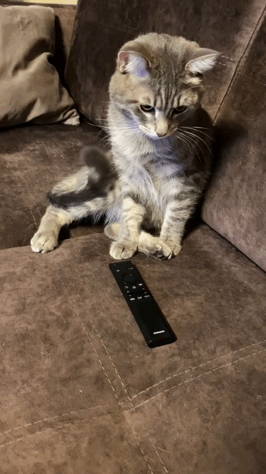Don't turn on the TV! - Vertical video, cat, Kus, Propaganda, GIF