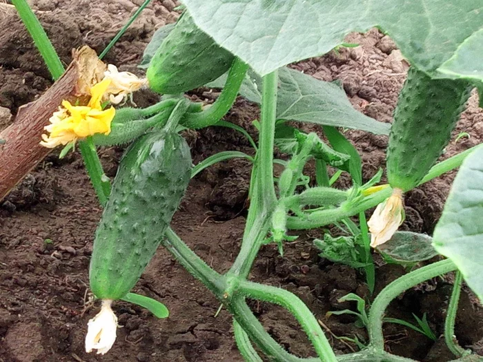 Harvest - My, Harvest, Cucumbers, Краснодарский Край, Garden