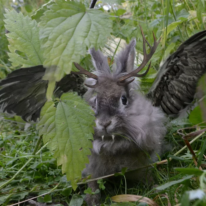 Рогатый заяц, он же Wolpertinger - Моё, Фотография, Nikon, Лето, Кролик, Животные, Photoshop, Вольпертингер, Длиннопост