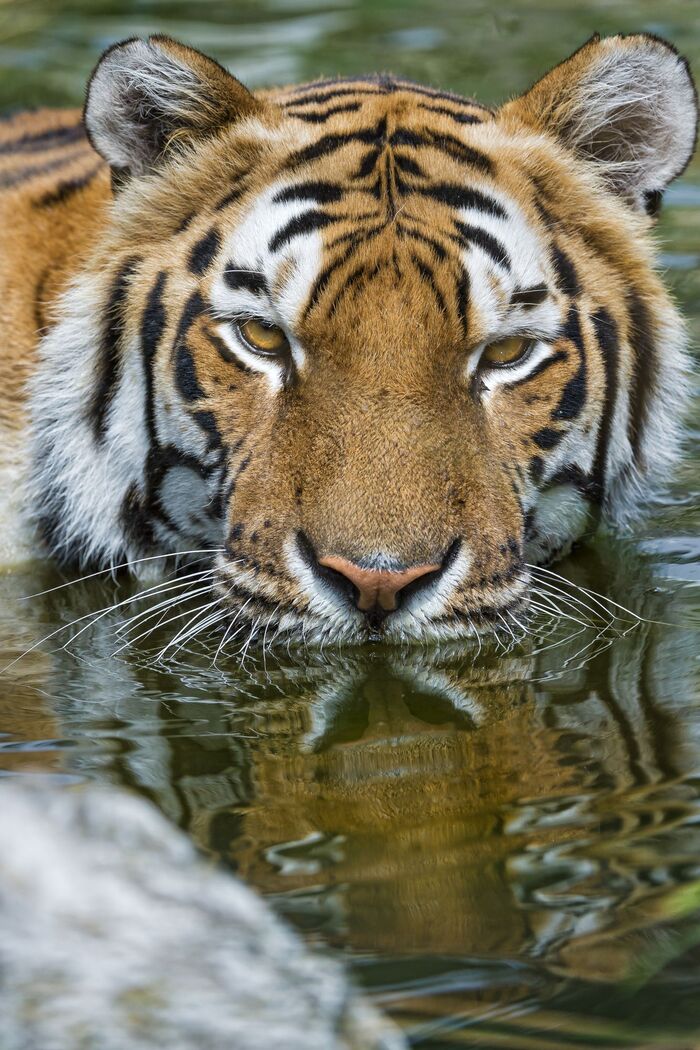 Tiger - Endangered species, Tiger, Big cats, Cat family, Predatory animals, Wild animals, Zoo, The photo, Longpost, Water, Bathing