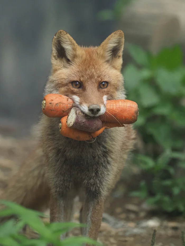 Thief - Fox, Carrot