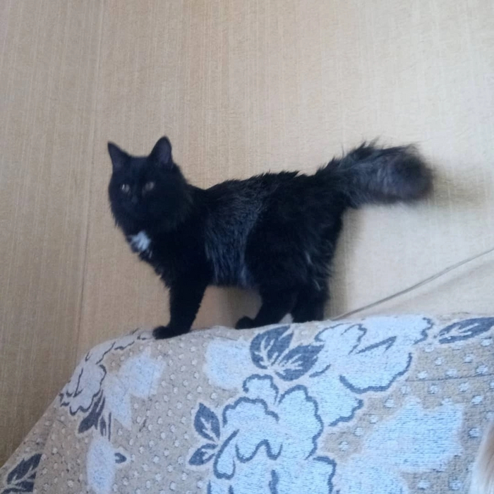 Ответ на пост «Как мы котёнка спасали»