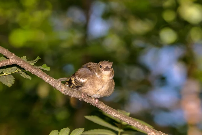 reel - My, The photo, Nature, Family finchidae, Finches, Birds, Photo hunting, Lucky moment, wildlife, Ornithology, Interesting, Spring, Forest, Bird watching, Sight